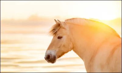 Ce cheval est-il un cheval de Przewalski ?