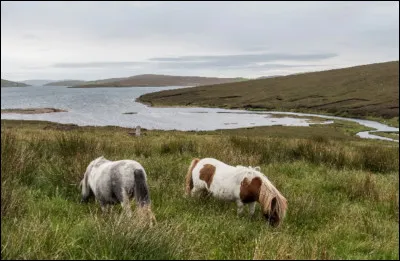 Le cheval a-t-il &eacute;t&eacute; chass&eacute; par l'homme ?