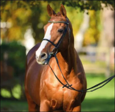 Le cheval a commenc&eacute; &agrave; &ecirc;tre exploit&eacute;, pour quoi faire ?