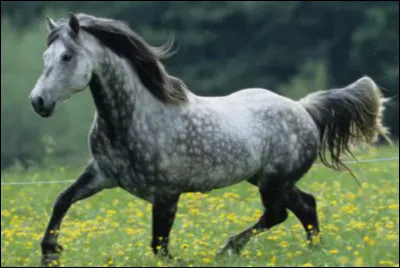 &Agrave; la fin du 19e si&egrave;cle une esp&egrave;ce de chevaux s'est &eacute;teinte, laquelle ?