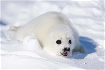 Comment appelle-t-on le jeune phoque ?