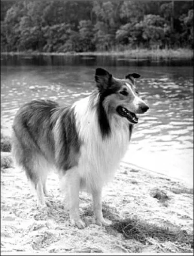 Quel était le nom du chien qui a joué le rôle de Lassie ?