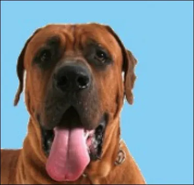 Quelle est l'une des races les plus dangereuses ?