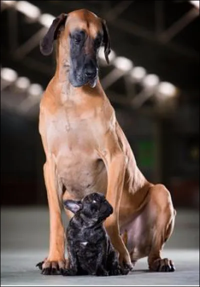 Pourquoi ne faut-il jamais approcher un chien quand il 
mange ?