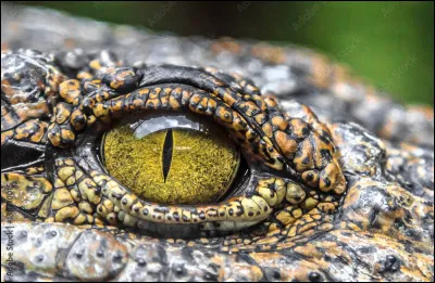 A qui doit-on le roman "Les Yeux jaunes des crocodiles" ?