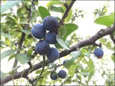 En cocktail ou en digestif, quel est le nom d'une liqueur basque faite à partir de prunelles sauvages, macérées dans un alcool anisé ?