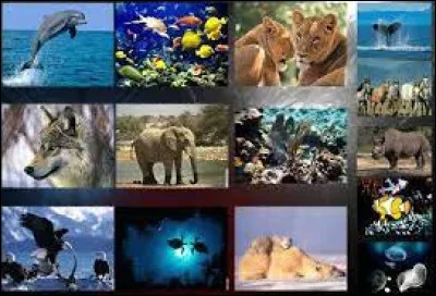 Quels animaux préfères-tu dans ces réponses ?