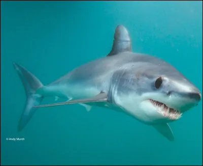 Quelle est ta créature préférée ?