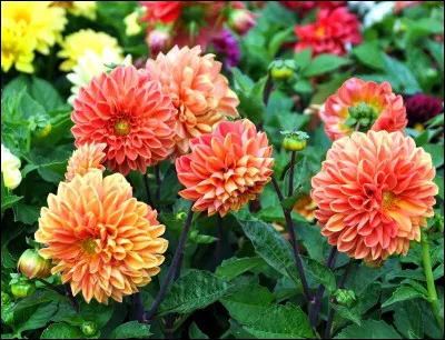 Cette grande fleur embellit les jardins.