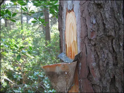 Cette essence naturelle est issue de la résine de certains pins.