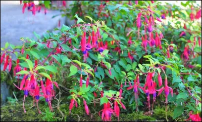 Cet arbre aux couleurs flamboyantes a donné son nom à une teinte de rose.