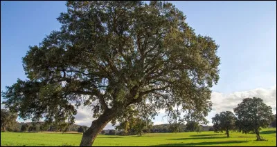 C'est un arbre à la longévité exceptionnelle.