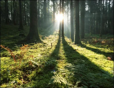 Elle forme un ensemble plus ou moins grand d'arbres.