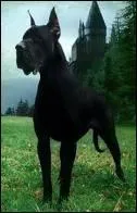 Quel est ce chien ?