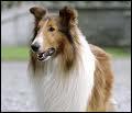 De quelle race est Lassie ?
