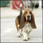 C'est le chien de Columbo, mais quelle est sa race ?