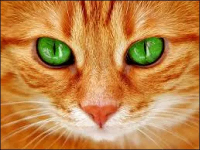 Les chats ne peuvent pas voir dans le noir total.