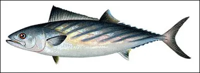 Avec elle, le courant passe mal, c'est l'...