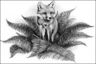 Tu es un/une apprenti/e, et ton clan est menacé depuis longtemps par un groupe de renards qui vit dans la forêt. Un jour tu les croises mais tu es seul/e...