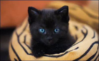 Combien de km/h le chat peut-il courir ? (Maximum)