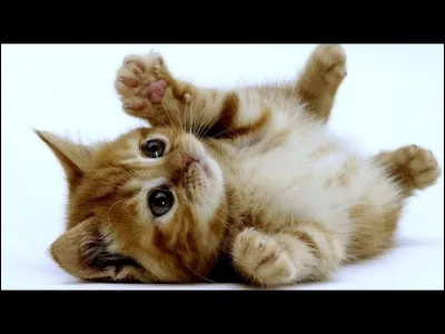 Les chats ne peuvent pas reconnaître leur nom facilement.