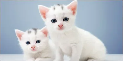 Le chat est un animal sauvage.