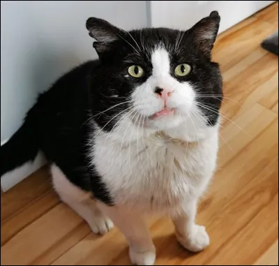 Quelle est sa hauteur (en général) ?