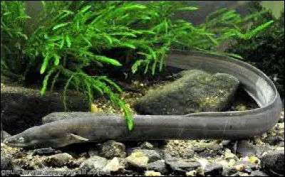 Où est l'anguille lorsqu'une affaire n'est pas claire ?