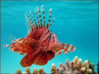 Tu chasses dans la forêt. Sur ta gauche, une souris, à ta droite, une rivière poissonneuse et, devant toi, des écureuils qui batifolent.