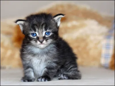 Tu as des chatons, tu les appelles...