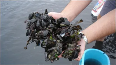 "Il vaut mieux se taire et passer pour un con plutôt que de parler et de ne laisser aucun doute sur le sujet." 
De quel humoriste est cette savoureuse remarque ?