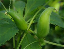 Quiz Notre plante