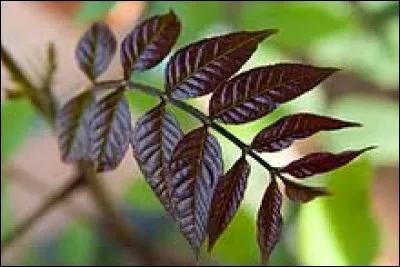 Il s'agit d'une feuille...