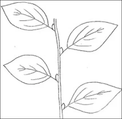 Ces feuilles sont dites...