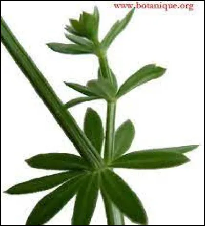 Ces feuilles sont quant à elles dites...