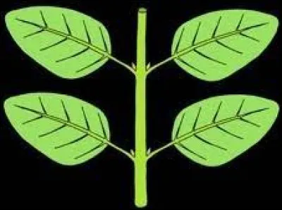 Nous avons ici un exemple de feuilles dites...