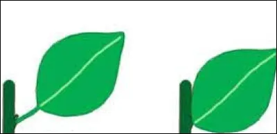 La feuille simple pétiolée est située...