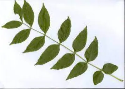 Combien y a-t-il de feuille(s) ?