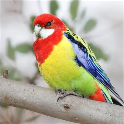 Cet oiseau est une...