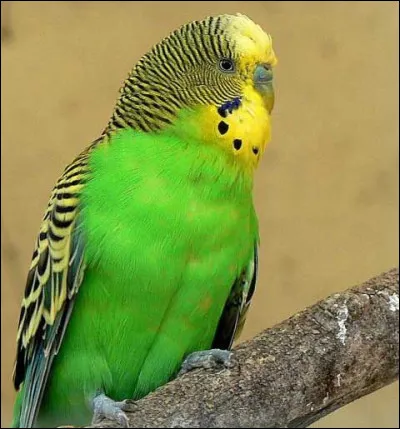 Perruche en anglais est...