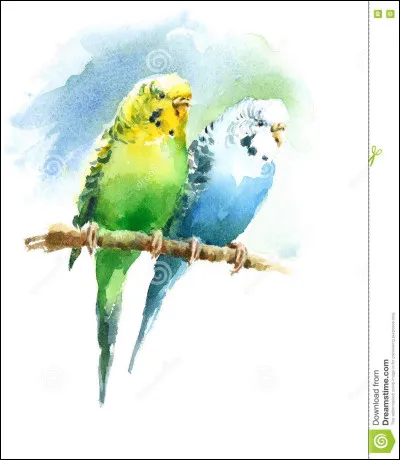 Comment savoir le sexe de la perruche ?