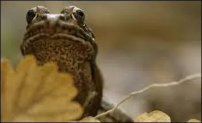 "... Tout bourgeois veut bâtir comme les grands seigneurs,
tout petit prince a des ambassadeurs, tout marquis veut avoir des pages."
Une des célèbres morales de :