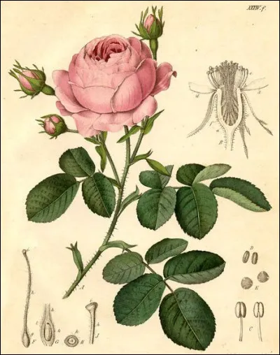 "... Cueillez, cueillez vostre jeunesse : comme à ceste fleur la vieillesse fera ternir vostre beauté." 
Ces vers sont de :