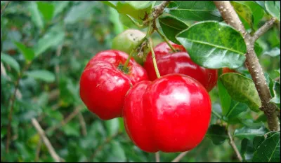 Quel est le fruit le plus consommé ?