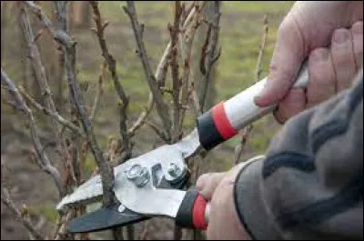 Il est parfait pour couper des branches assez épaisses.