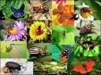 As-tu peur des insectes ?