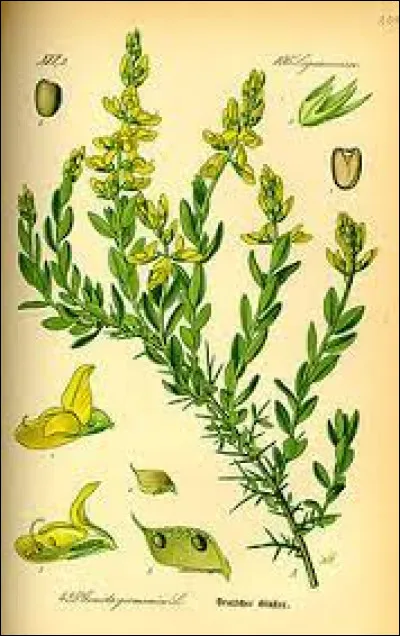 Si tu étais guérisseur, pour soigner un de tes camarades tu utiliserais...