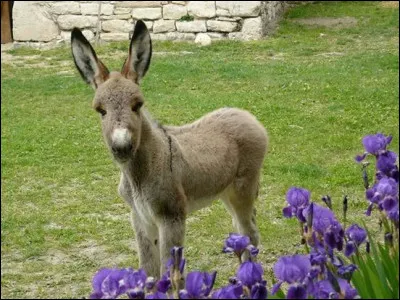 Qui chantait "Le Petit Âne gris" en 1972  ?