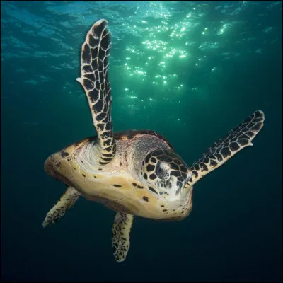 Comment s'appelle l'animal de compagnie de Seiji ?