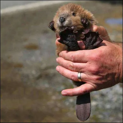 Un indice se trouve sur la photo, qui est cet animal ?